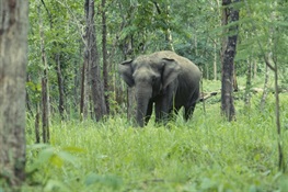 Myanmar Government Finalizes Plans For Elephant Conservation